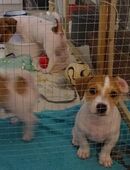 Jack Russell Terrier Welpen suchen liebevolle Familie in 4800
