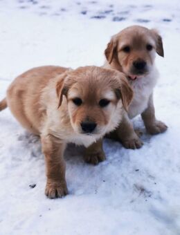 Hovawart Welpen blond Rüde mit VDH Papieren - Neumark (Sachsen)
