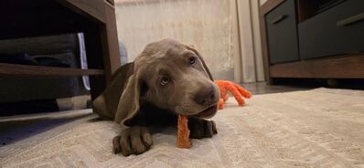 Labmaraner Welpen ( Labrador - Weimaraner)