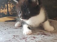 Kitten* Kätzchen *Katze *Kater* Babykatze suchen ein liebevolles Zuhause - Knüllwald