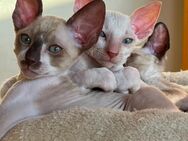 Bezaubernde Cornish Rex Kitten mit Papieren - Zwickau