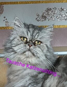 Tausche Katzensitting 5-6 Tage gegen Luftsofa neu - Helbra