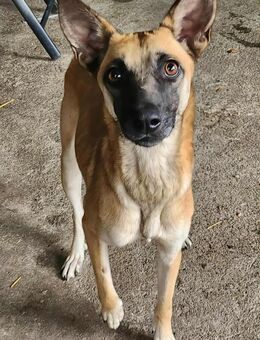 TALVI ♥ gefunden auf der Straße - Uetze