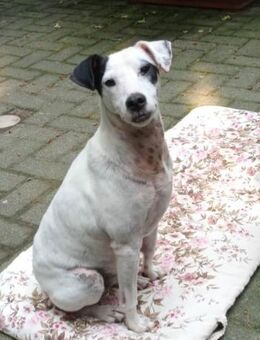 Mozart ist zum Notfall geworden !!! - Laatzen