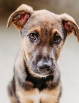 Welpe Charlie sucht seine Menschen - Kallmünz