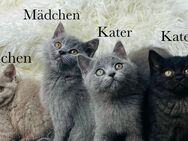 Süße reinrassige Bkh Kitten Bärchen Katzenbabys abzugeben - Neunkirchen-Seelscheid