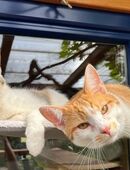 Ganz traurig warten Polly und Cody immer noch auf ein Zuhause in 92318