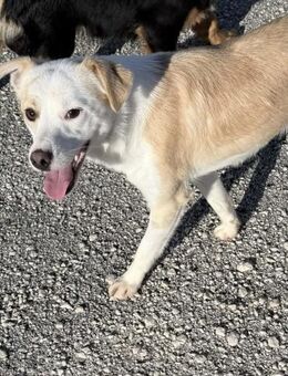 Fiete Mix Rüde ca. 1 Jahr alt in GR - Reutlingen