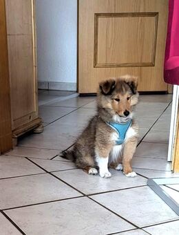 Sheltie Welpe - Neumarkt (Oberpfalz)