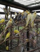 Große kräftige Nymphensittiche-junge-ältere auf Tel.Anfrage in 50321