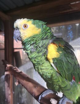 Blaustirnamazone - Albersdorf (Schleswig-Holstein)