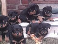 SÜßE ROTTWEILER WELPEN - Bremerhaven