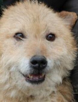 Lemon - zutraulich u. angenehm - Lohra