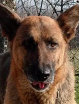 Schäfi-Mix-Lady ♥Vučica♥ sucht Liebe - Hamburg