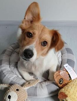 🌼Neugierige Nellie sucht ein Zuhause🐶 - Eislingen (Fils)