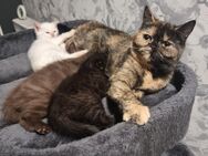 Ganz liebe BKH kitten nur noch ein Mädchen🤍 bereit zum Auszug - Oberhausen