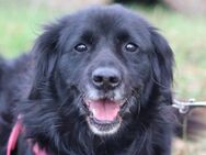 ZIVA💖sanfte, ruhige,verschmuste OldLady - Hamburg