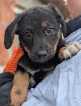 Welpe CARA - Kallmünz