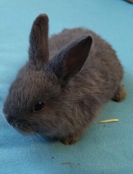 Junge Zwergkaninchen 20.7.25 gebohren 13 wochen alt umzugsbereit - Rust