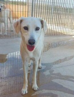 Liebevolle Menschen für Aria gesucht - Neuss