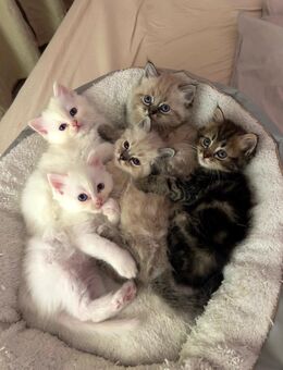 BLH /Heilige Birma Kitten - Leipzig Südost