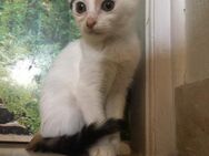 Daisy aus dem Tierschutz - Grevenbroich