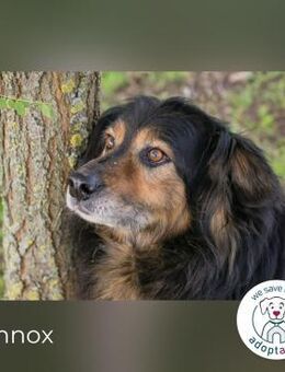 Lennox: treuer Begleiter sucht Familie - Kirchzell
