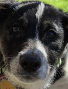 Wer hat ein warmes Körbchen für Diana? - München