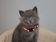 BKH Kitten - Berlin