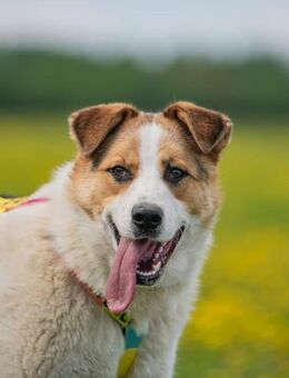 Boris, offen und freundlich - Süderholz