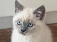British Suß kitten - Wuppertal