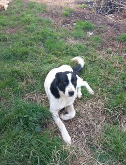 Panda - lieber, junger Kuschelbär - Wedel