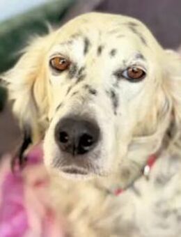 DIANA - ein Engel auf Erden - Regensburg