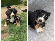 Entlebucher-Appenzeller Mix - Hiddenhausen
