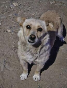 Kleine Liebe Tissa sucht Familie - Leonberg (Baden-Württemberg)