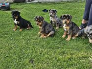Old English Bulldog Bernersennen Mix - Struxdorf