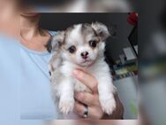 Bildschöne Chihuahua Welpen suchen ein Zuhause - Erfurt