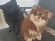 Süße Pom Welpen suchen neues Zuhause - Papenburg