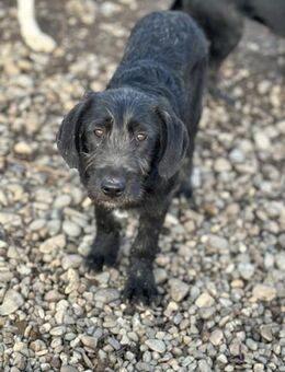 Nalani sucht einen sicheren Hafen - Celle