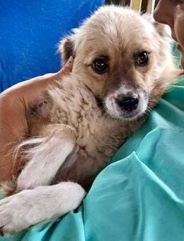 Bonnie - verloren & traurig im Shelter - Koblenz
