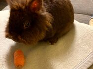 Süßes Löwenköpchen Mädchen sucht ein neues zu Hause - Scheyern