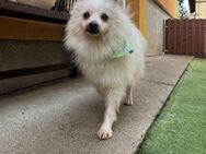 Toffee-SR: Süßer Opi sucht warmes Heim - Neustadt (Rübenberge)