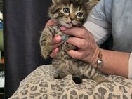 Main Coon Michlinge suchen ein neues zu Hause - Alsdorf Zentrum