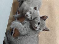 2 Kitten Rus. Blau BKH Mix - Minden (Nordrhein-Westfalen)