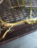 Nuichua rabaeyae Stabschrecke Vietnam Phasmiden Insekten in 50767