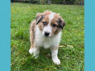 Australian Shepherd-Mix Welpen - Hagenow