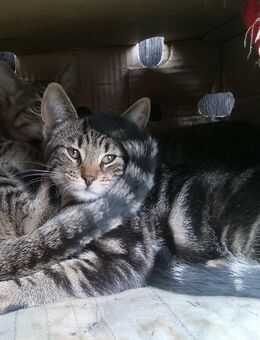 Maincoon-russischblau Hauskatze Mix, Katerchen und Kätzchen - Eixen