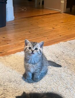 Reinrassige BKH Kitten suchen ein neues Zuhause - Berlin Charlottenburg-Wilmersdorf