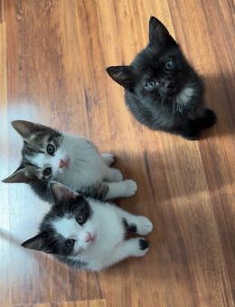 männliche kitten - Ochsenfurt Zentrum