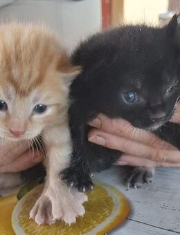 Katzenbabys - Staßfurt